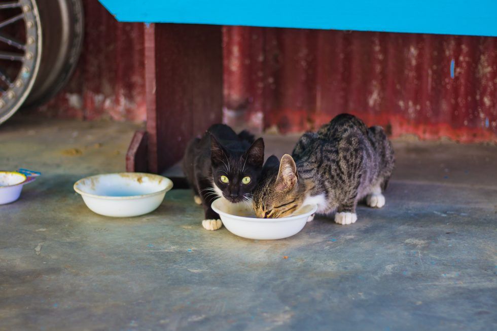 Stray kitten outlet food